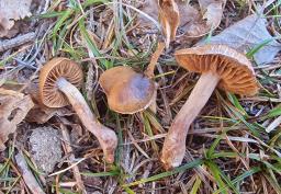 Cortinarius subobtusobrunneus