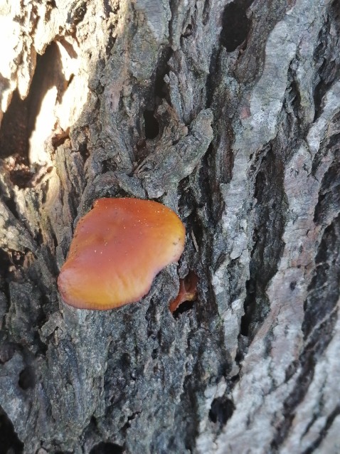 Flammulina velutipes