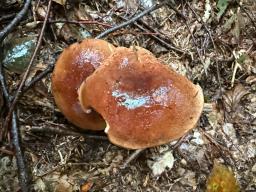 Imleria badia