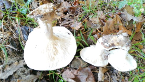 Clitocybe nebularis