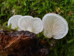 Crepidotus mollis