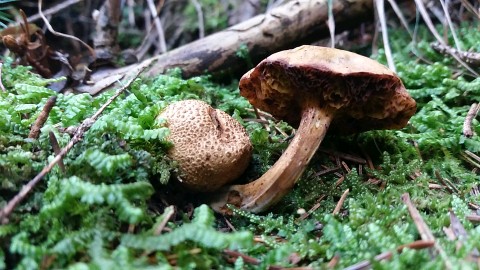 Pseudoboletus parasiticus