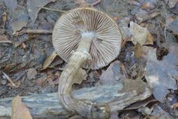 Cyclocybe erebia