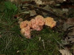 Ramaria ignicolor