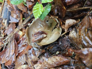 Helvella acetabulum