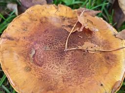 Calonarius elegantior