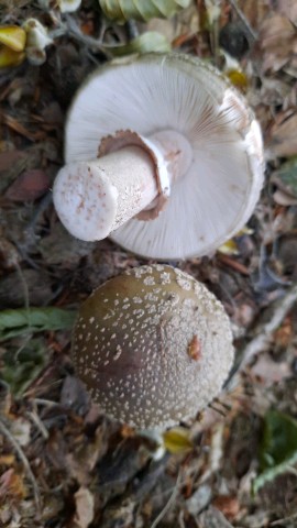 Amanita rubescens