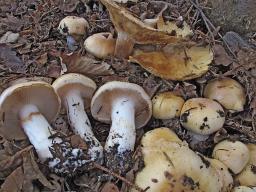 Cortinarius sebaceus