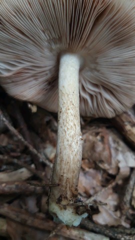 Pluteus cervinus