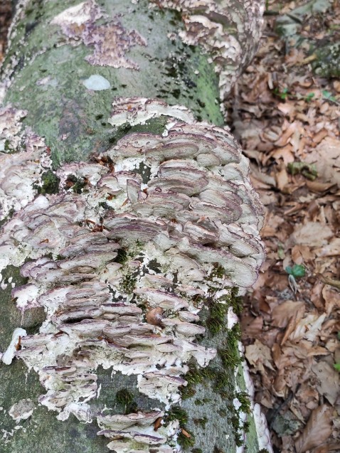 Pallidohirschioporus biformis