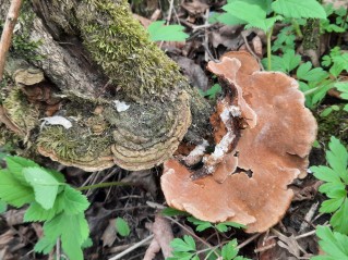 Phylloporia ribis