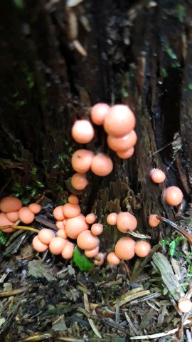 Lycogala epidendrum