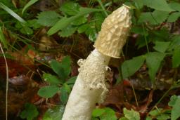 Phallus impudicus