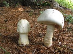 Agaricus sylvicola