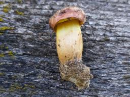 Aureoboletus gentilis