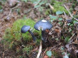 Entocybe nitida