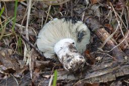 Russula atramentosa