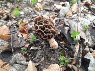 Morchella esculenta