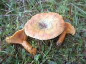 Lactarius deterrimus