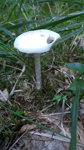 Amanita virosa