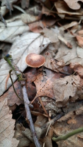 Tubaria furfuracea