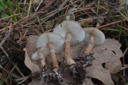 Lepiota pseudolilacea