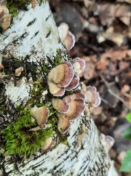 Trichaptum biforme
