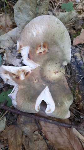 Russula cyanoxantha