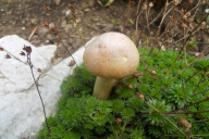 Cortinarius caperatus