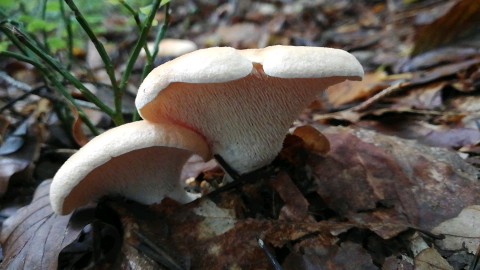 Hydnum repandum