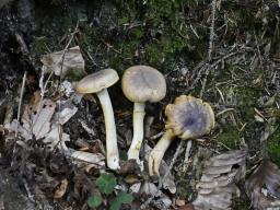 Cantharellus amethysteus