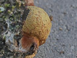 Fuligo leviderma