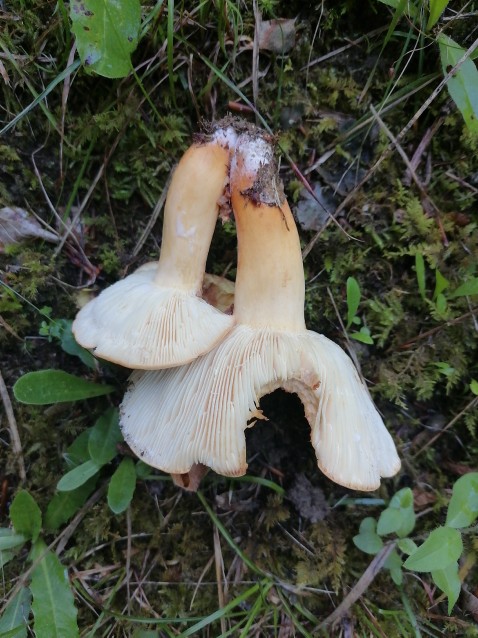 Lactifluus volemus