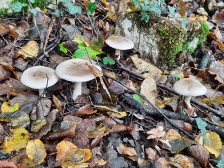 Clitocybe nebularis