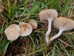 Cuphophyllus colemannianus