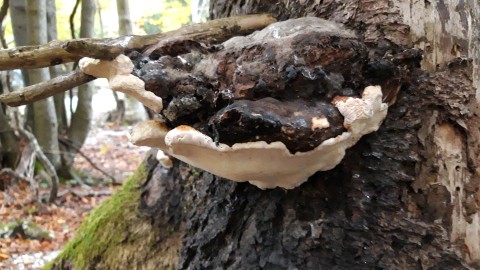 Fomitopsis pinicola