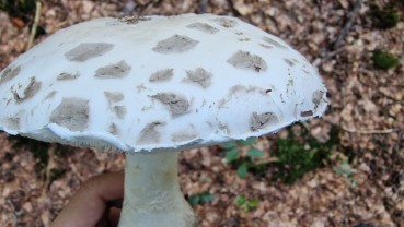 Amanita strobiliformis