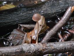 Psathyrella pseudogracilis