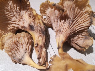 Cantharellus melanoxeros