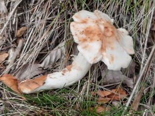 Rhodocollybia maculata