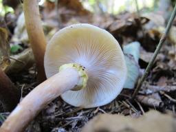 Armillaria mellea