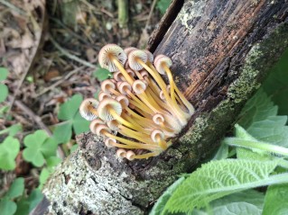 Mycena renati