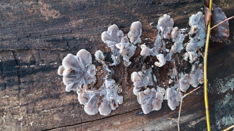 Auricularia mesenterica