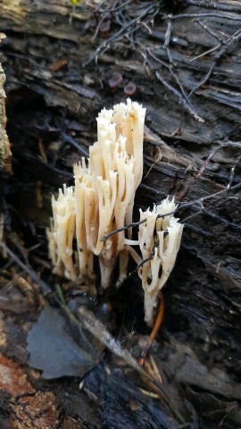 Artomyces pyxidatus