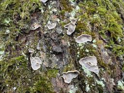 Aleurodiscus disciformis