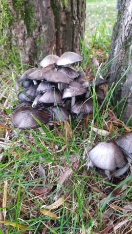 Coprinopsis atramentaria