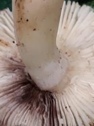 Russula acrifolia