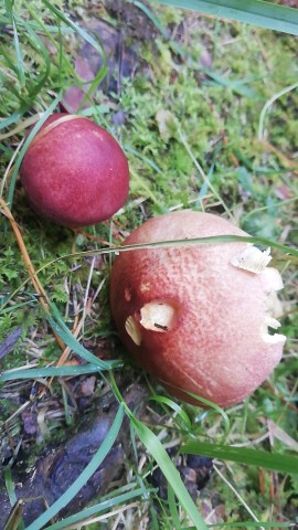 Tricholomopsis rutilans