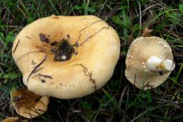Lactarius zonarius