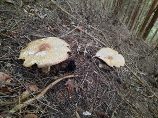 Agaricus augustus